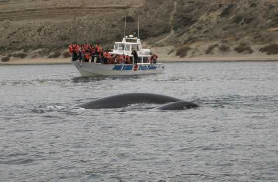 Pen�nsula de Vald�s, para�so de ballenas